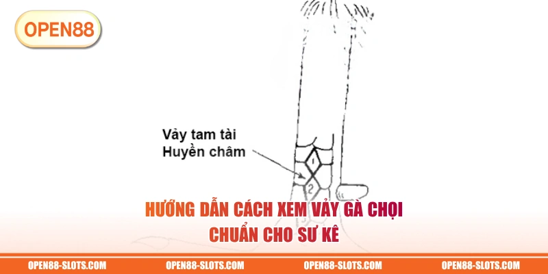 Hướng dẫn cách xem vảy gà chọi chuẩn cho sư kê